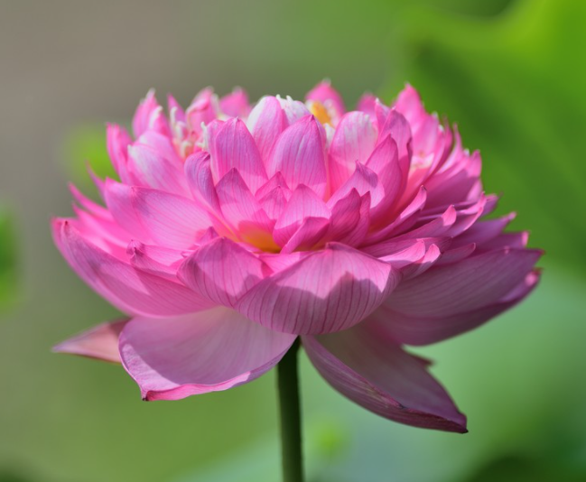 荷花种子什么样子