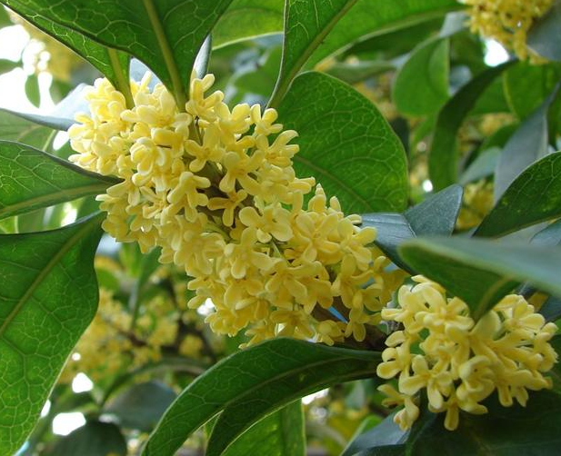 四季桂多久开一次花