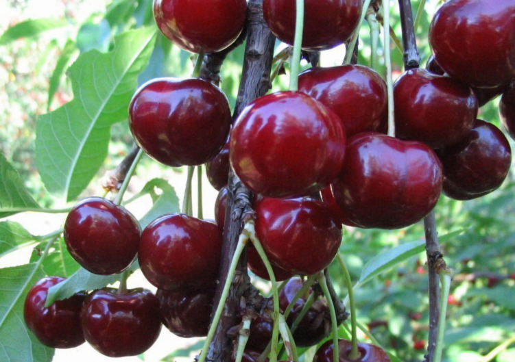 车厘子树要种两颗才能结果吗