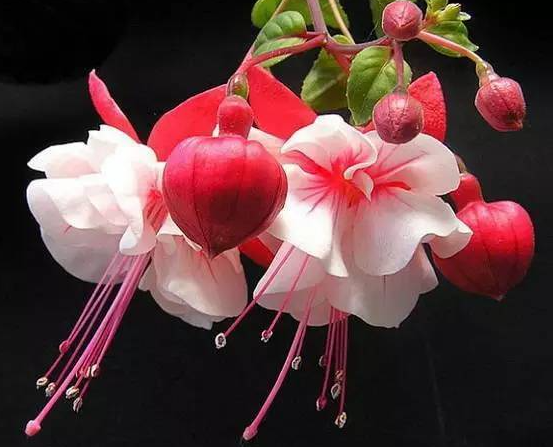 倒挂金钟花能在阳台养吗