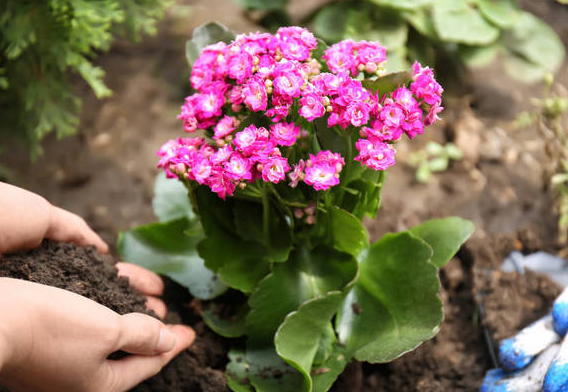 自制肥料可以种花吗