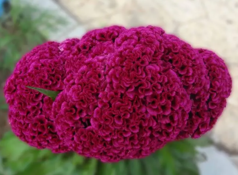 鸡冠花适合什么环境栽培