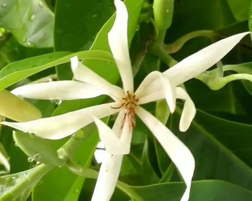 白兰花为什么不发新芽