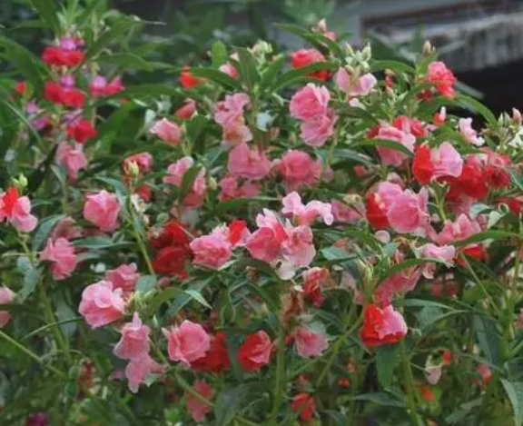 凤仙花怎么养护