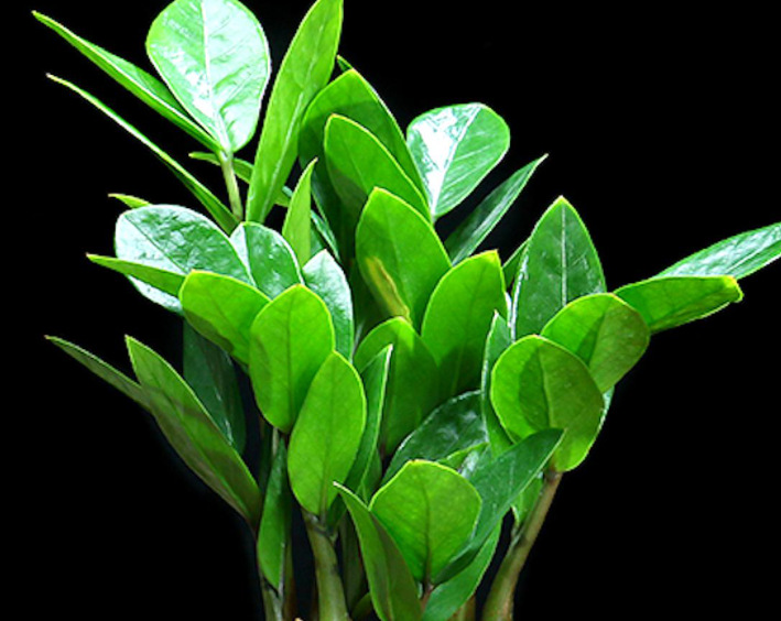 金钱树用什么肥料最好