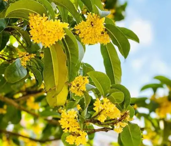 刚移栽的桂花树怎样管理