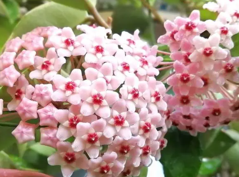 球兰专用花盆花架是什么