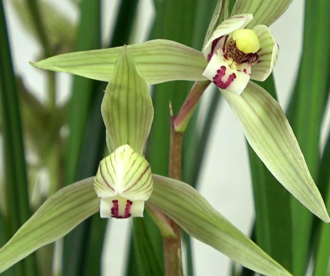 兰花怎么施肥呢