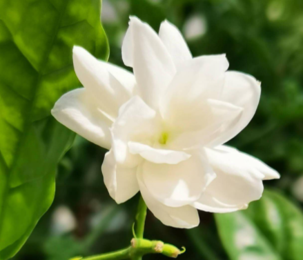 茉莉花怎么养护