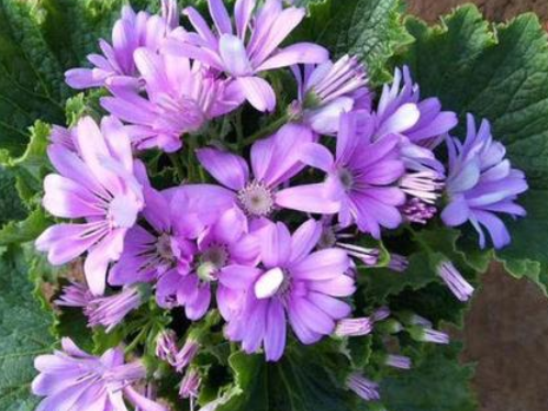 瓜叶菊为什么不开花