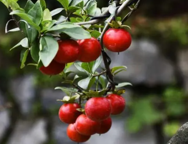 金弹子树多久结果