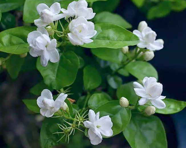 茉莉花用田园土可以吗