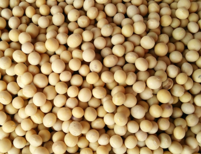 黄豆从开花到结荚需几天