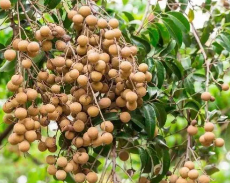 有什么龙眼树的风水说法呢