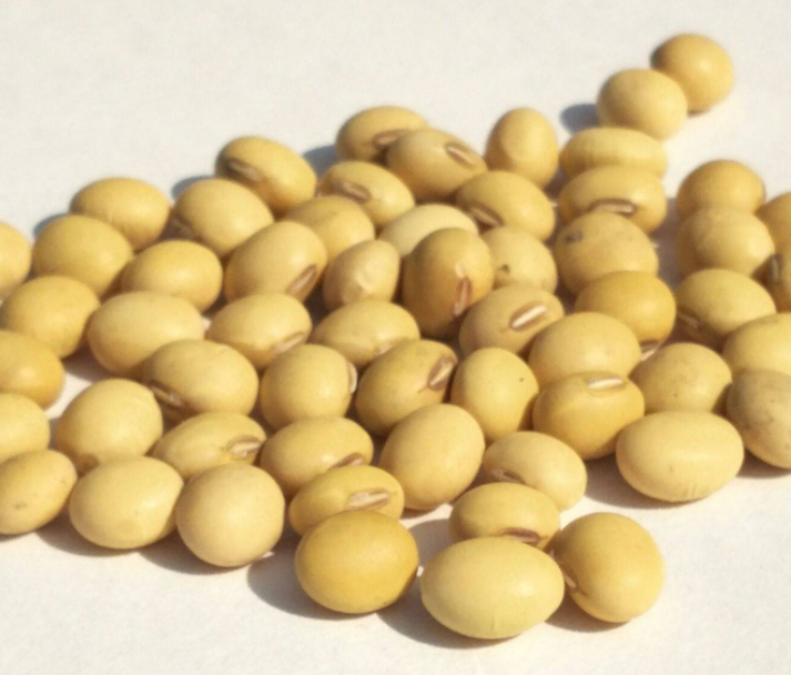 黄豆开花到结豆要多少天