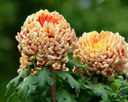 菊花什么时候剪枝不影响开花