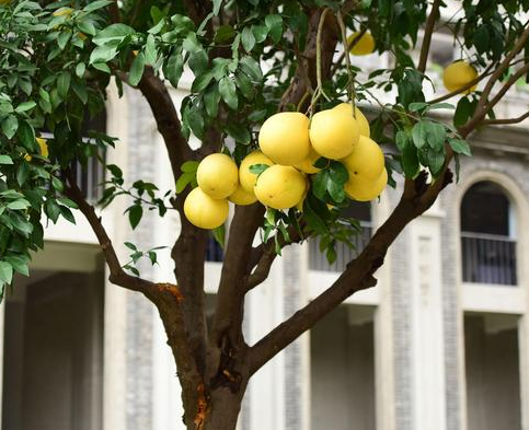 柚子树夏天可以移栽吗