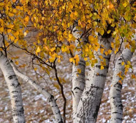 山茶花的栽培技术如何