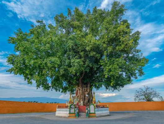 菩提树养殖的大忌是什么呢