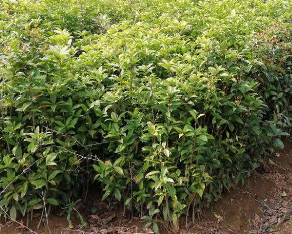 桂花苗多久开花