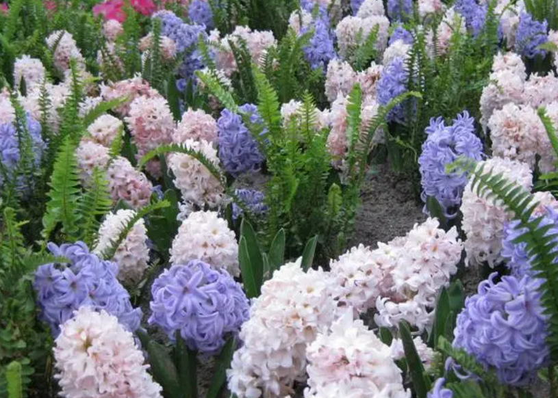 风信子开花后会有种子吗