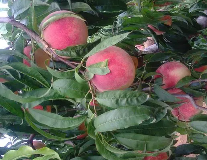 桃树喜欢沙地土吗