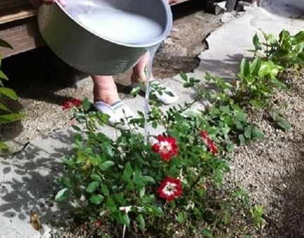 直接用牛奶浇花了怎么办