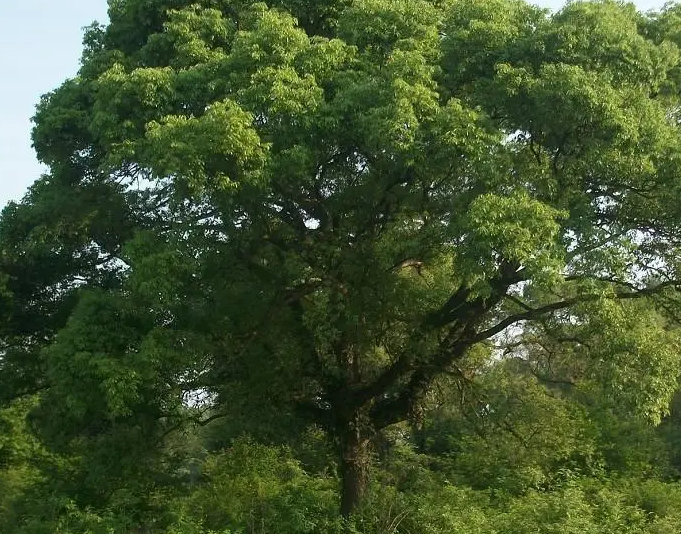 香樟树几天浇一次水