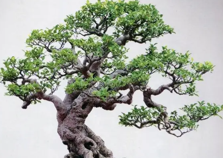 榕树盆景移栽应该注意什么呢