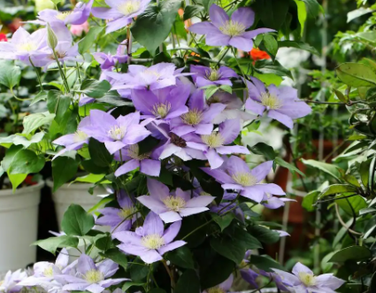 铁线莲小苗当年开花吗