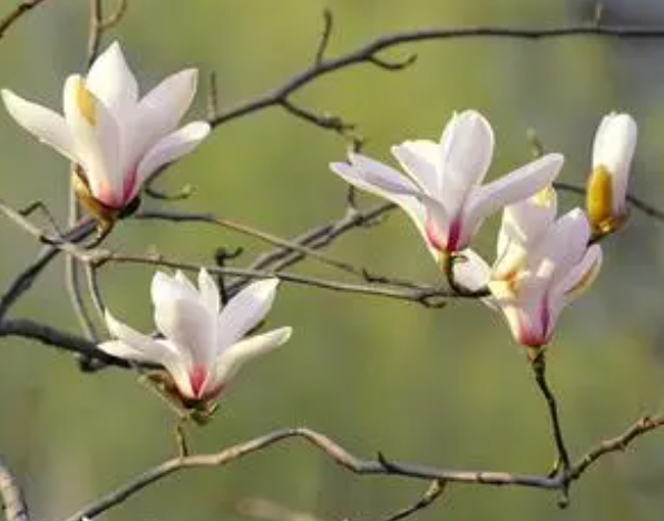 门口种玉兰树好不好