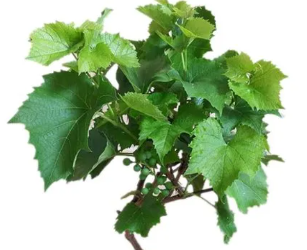 十大最容易成活的果树苗分别是什么