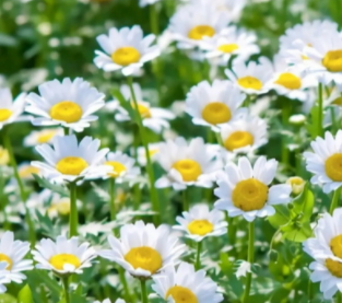 小雏菊怎样插花瓶好看