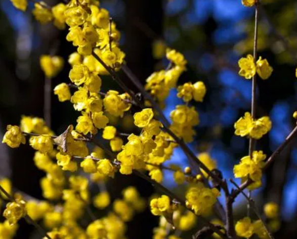 腊梅种子种植多久开花