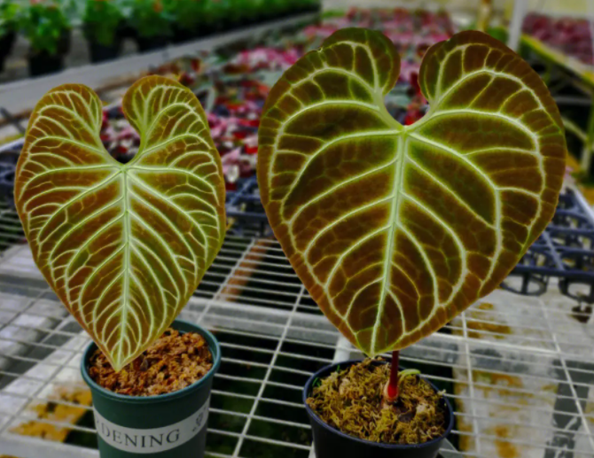 帝王花烛多久开花呢