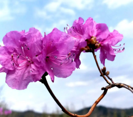 金达莱花可以在室内养吗