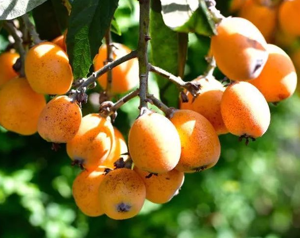 枇杷树长得快吗