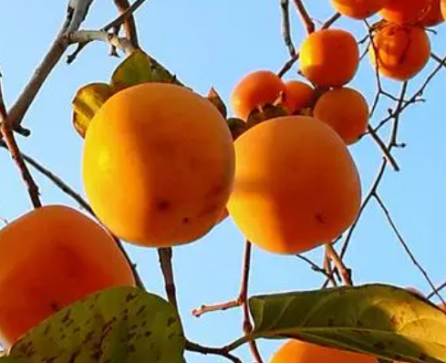 柿子树几月扦插最合适