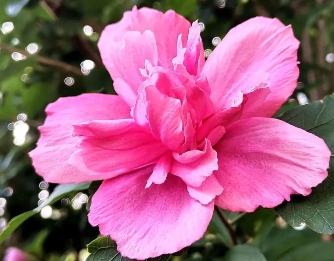 大木槿花的养殖方法是什么