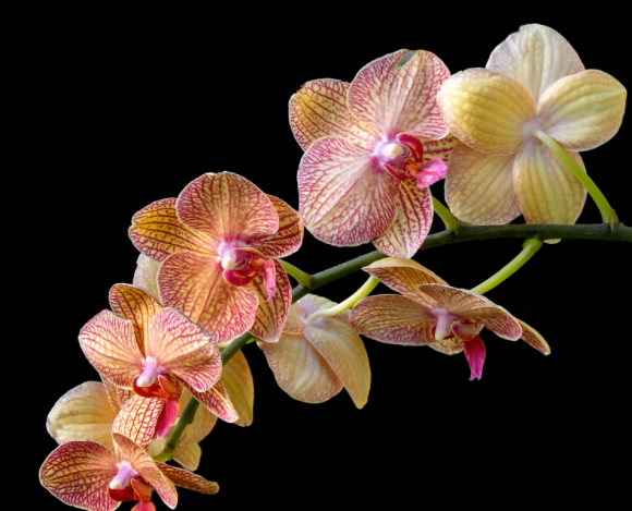 蝴蝶兰花什么季节开花