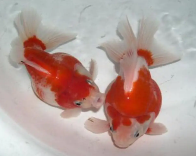 樱花鎏金金鱼好养吗