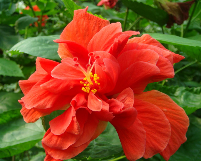 扶桑花的修剪时间方法和注意事项是什么