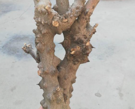 花椒木喜欢阳光吗