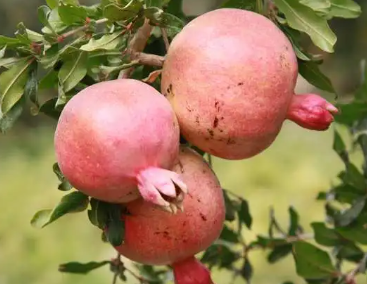 石榴树秋天能不能移栽