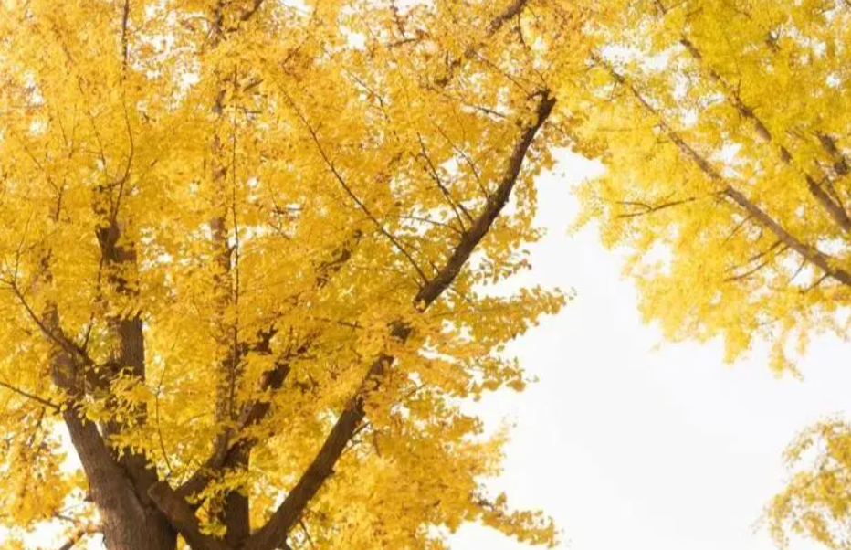 银杏树生长过程简介