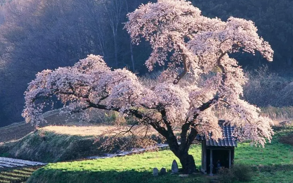 樱花树在北方可以过冬吗