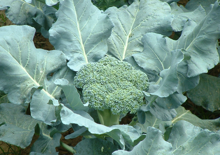 花菜和花椰菜有什么区别