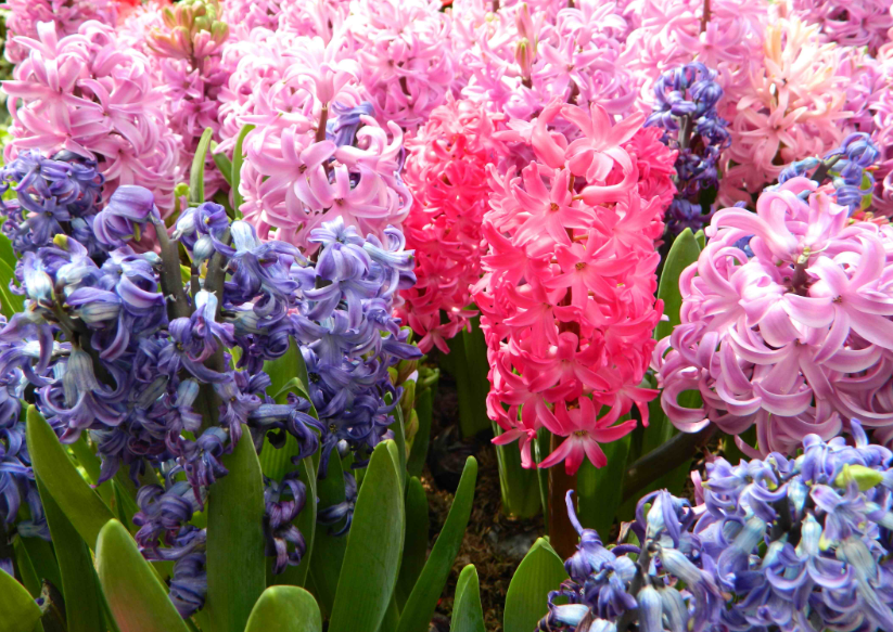 家里一定要养的五种花