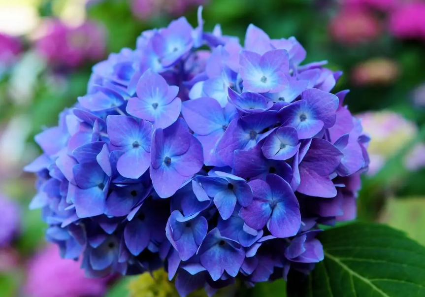 绣球花什么时候播种最好