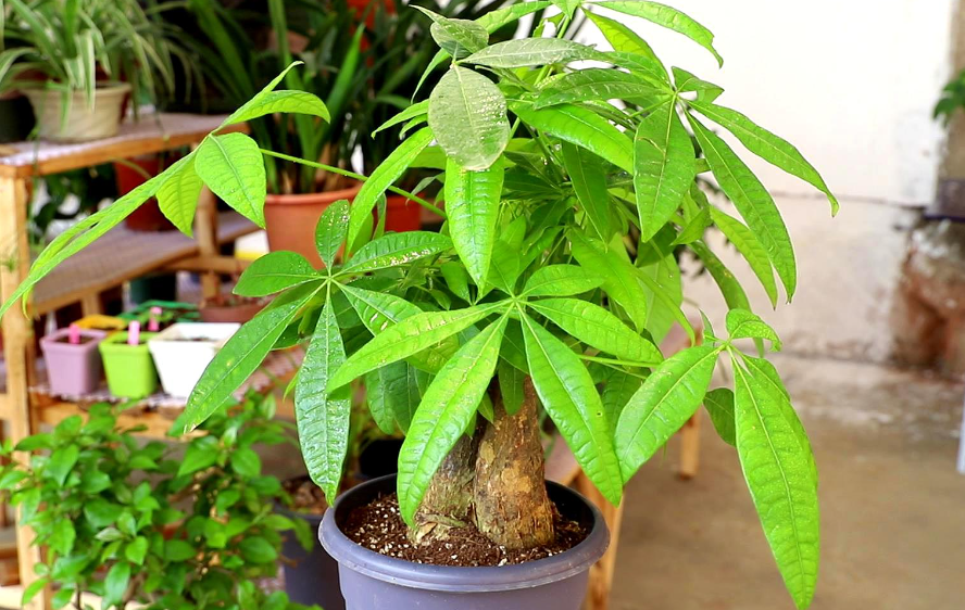 发财树和什么植物种一盆